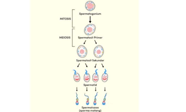 Gambar Spermatogenesis