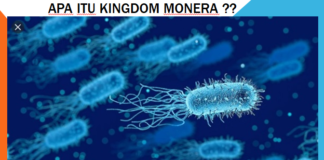 Gambar kingdom monera